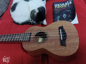 人生一場(chǎng)！唯彈琴擼貓不可辜負(fù)——Ukulele尤克里里 夏威夷小吉他
