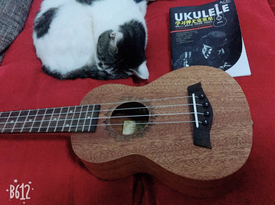 人生一場(chǎng)！唯彈琴擼貓不可辜負(fù)——Ukulele尤克里里 夏威夷小吉他