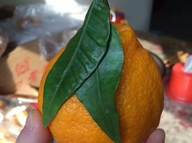 買了一件丑橘，又可以吃幾天啦