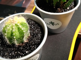 小盆多肉植物給家增添一點(diǎn)綠色你值得擁有！