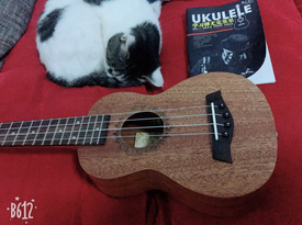 人生一场！唯弹琴撸猫不可辜负——Ukulele尤克里里 夏威夷小吉他